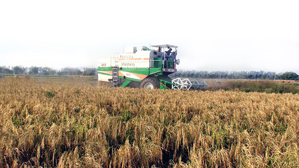 ACE Self-Propelled Wheel Combine Harvester for Farm and Agriculture at Best Price in india